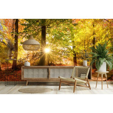 Fotobehang herfstbos met zonnestralen in een huiskamer met fel zonlicht tussen hoge bomen.