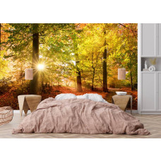 Fotobehang herfstbos met zonnestralen in een slaapkamer met rustgevend bos en zacht zonlicht.