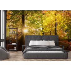 Fotobehang herfstbos met zonnestralen in een slaapkamer met een pad door het bos en lichtstralen.