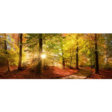 Fotobehang herfstbos met zonnestralen en goudgekleurde bladeren langs een bospad.
