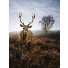 Fotobehang van een hert in een mistige weide, natuur en landschap.