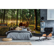 Een fotobehang van een hert in een zonnig bos met bomen en natuur te zien in de slaapkamer.