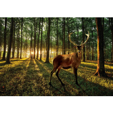 Fotobehang van een hert in een zonnig bos met bomen en dieren.