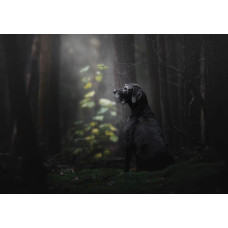 Fotobehang van een hond in het bos, omringd door bomen en natuur.