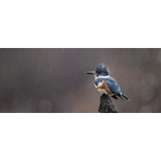 Fotobehang ijsvogel in de regen met een kleurrijke ijsvogel op een rots tijdens een zachte regenbui.