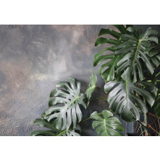 Jungle bladeren tegen een betonnen muur op dit fotobehang, met een mix van botanische en industriële elementen.