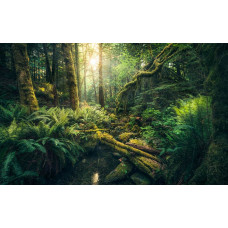 Jungle Vancouver eilanden fotobehang, perfect voor een avontuurlijke kamer.