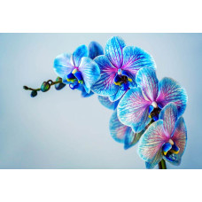Kleurrijke orchideeën in volle bloei, sfeervol afgebeeld op een gedetailleerd fotobehang.