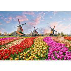 Fotobehang met kleurrijke tulpenvelden en traditionele Hollandse molens bij de Zaanse Schans.