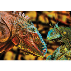 Komodovaraan in een dierentuinomgeving op realistisch dierenfotobehang.