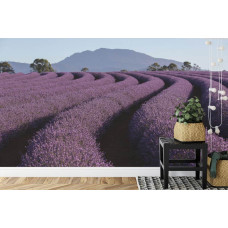 Een fotobehang met een schilderachtig lavendelveld, afgebeeld in een keuken.