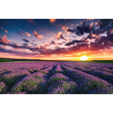 Lavendelvelden bij zonsondergang, met paarse bloemen die de weidse landschappen vullen, afgebeeld op fotobehang.