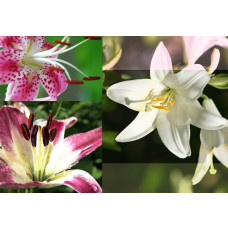 Lelies en bloemen in een abstract ontwerp, perfect weergegeven in dit kleurrijke fotobehang.