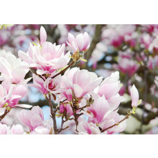 Fotobehang van lentebloemen en appelbloesem, fris en natuurlijk.