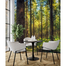Fotobehang van een licht dennenbos in een keuken.