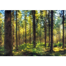 Fotobehang met warm zonlicht dat tussen de hoge dennenbomen in een rustig bos schijnt.
