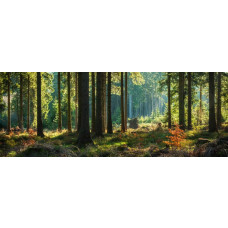 Fotobehang met een sfeervol lichtspel tussen hoge bomen in een groen bos.