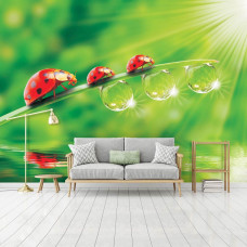 Een fotobehang met lieveheersbeestjes in een natuurlijke omgeving voor de woonkamer.
