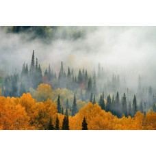 Mist die over een herfstbos hangt, met kleurrijke bladeren en hoge bomen op dit sfeervolle fotobehang.