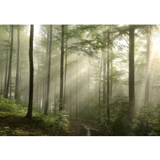 Fotobehang met een mistig bos waarin zonnestralen door de bomen vallen.