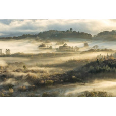 Fotobehang van een mistig boslandschap, met dichte bomen en een serene natuuromgeving.