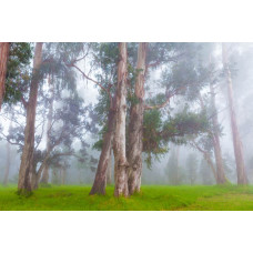 Fotobehang van een mistig boslandschap met dichte bomen en een nevel die over de natuur hangt.