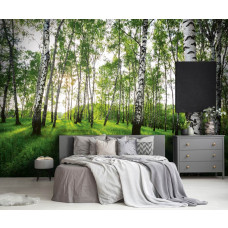 Een fotobehang van een mystiek berkenbos met serene bomen in een slaapkamer.