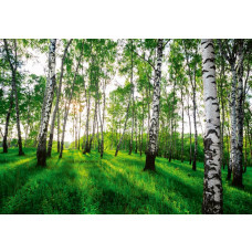 Fotobehang van een mystiek berkenbos, met bomen en een mysterieuze sfeer.