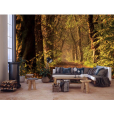 Fotobehang met een bospad tussen hoge bomen dat eindeloos lijkt door te gaan, met een tunnelachtig effect dat een indrukwekkend 3D-perspectief creëert in de woonkamer.
