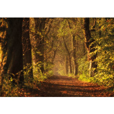 Fotobehang met een bospad tussen hoge bomen dat eindeloos lijkt door te gaan, met een tunnelachtig effect dat een indrukwekkend 3D-perspectief creëert.