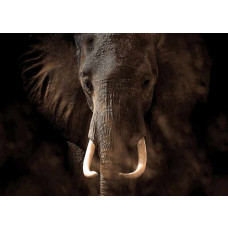 Fotobehang Olifant. Elephant.