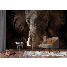 Fotobehang Olifant. Elephant.