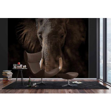 Fotobehang Olifant. Elephant.