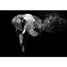 Olifant tegen een intens zwarte achtergrond, waardoor de indrukwekkende contouren van het dier nog meer opvallen op dit fotobehang.