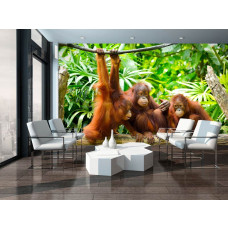 Een fotobehang met orang-oetans en apen in een groene jungleomgeving.