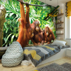 Een fotobehang van orang-oetans in een tropische jungle, perfect voor een jongenskamer.