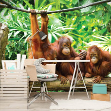 Een fotobehang met orang-oetans in de jungle, geschikt voor een avontuurlijke kantoorsfeer.