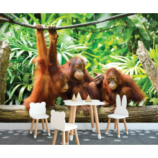Een fotobehang met een levendige weergave van orang-oetans in de jungle, geschikt voor een speelkamer.