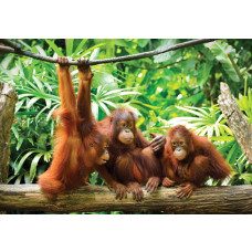 Orang-oetans in de jungle, fotobehang met dieren zoals apen in een natuurlijk boslandschap.