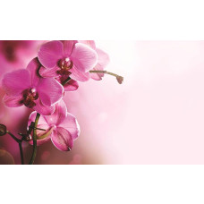 Orchideeën bloemen, roze fotobehang met een rustgevende en elegante uitstraling.
