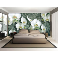 Een fotobehang van witte orchideeėn op een betonnen achtergrond, ideaal voor een huiskamer.