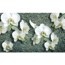 Orchideeën bloemen op een betonnen achtergrond, weergegeven op een modern en stijlvol fotobehang.