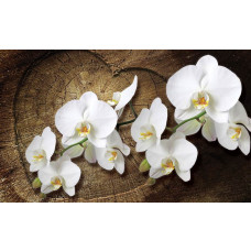 Orchideeën bloemen, natuurlijk weergegeven op dit fotobehang voor slaapkamer of woonkamer.