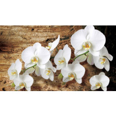 Fotobehang van orchideeën tegen een achtergrond van een boom, perfect voor een serene ruimte.