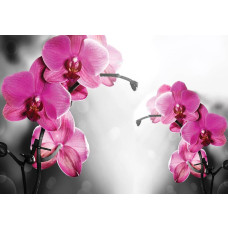 Orchideeën in roze tinten, natuurlijk weergegeven op een fotobehang voor een serene tuinuitstraling.