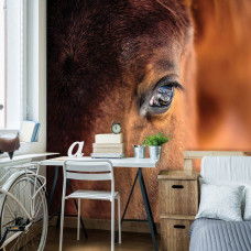 Een close-up fotobehang van een bruin paard voor de slaapkamer.