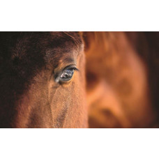 Close-up fotobehang van een bruin paard, natuurgetrouw.