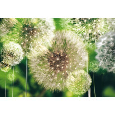Paardenbloemen fotobehang in abstracte groene tinten, ideaal voor een rustige en natuurlijke uitstraling.