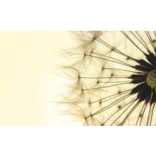 Gele paardenbloemen, fotobehang met een speels en abstract ontwerp van bloemen en natuur.