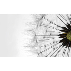 Witte paardenbloemen, natuur fotobehang met een rustgevende en kalmerende uitstraling.